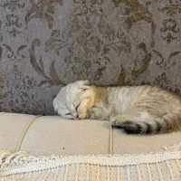 بچه گربه|گربه|بندرعباس, |دیوار