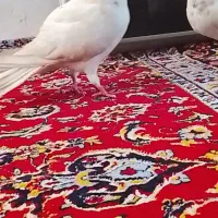 کفتر|پرنده|تهران, شهرک ولیعصر جنوبی|دیوار