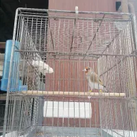 سهره کرمونی ماده