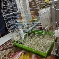 جفت کوتوله