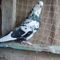 کبوتر نر|پرنده|گمیشان, |دیوار