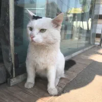 فروش گربه پرشین وان ترکیش نر|گربه|رشت, یخسازی|دیوار