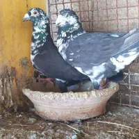 چند جفت کبوتر نرو ماده هستن