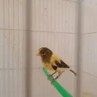 سه تا دونر یه ماده قنار سرخ ابلغ|پرنده|تربتحیدریه, پائین ولایت|دیوار