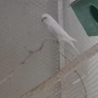 مرغ عشق هلندی