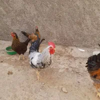 خروس سفید محلی