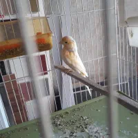 فناری نر موزایکی سرخ اصل اوجینال|پرنده|کرمانشاه, |دیوار