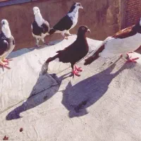 تعدادی کبوتر|پرنده|گنبد کاووس, |دیوار