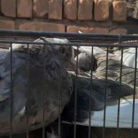 کبوتر زیبا|پرنده|کاشان, قطب راوندی|دیوار