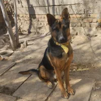 واگذاری سگ جرمن 9 ماهه|سگ|مرودشت, رودبال|دیوار