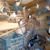 سیاه‌پوش چپ وخوشرنگ شصتی بدرنگ دمبی کله دار|پرنده|آبیک, |دیوار