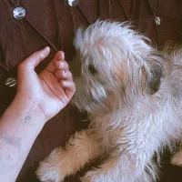 سگ عروسکی ناز نره بازی گوش معامله با گوشی