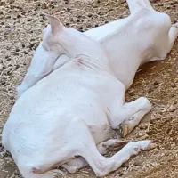 فروش بز سانن ومیش اسفریزین ومیش رومانف اسب وسگ|حیوانات مزرعه|اردکان, |دیوار