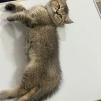 گربه برتیش (فروش)