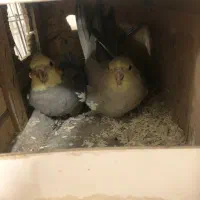 جفت مولد عروس هلندی با جوجه