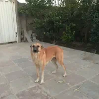 واگذاری سگ نگهبان|سگ|پاکدشت, پاکدشت (مامازند)|دیوار