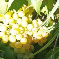 انگور کشمیشی درجه یک قوچان