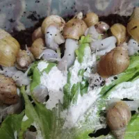 حلزون|خزنده|زنجان, |دیوار