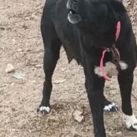 سگ ماده قدرجونی ۲ ساله