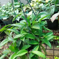 انواع گلهای آپارتمانی