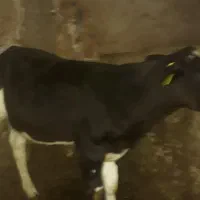 گوساله سه چهارماهه وزن۱۰۰الی۱۵۰