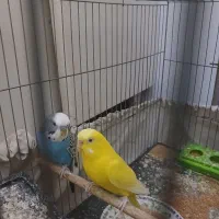 مرغ عشق نرو ماده