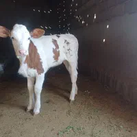 گاو با گوساله|حیوانات مزرعه|باشتین, |دیوار