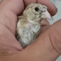 دوتا جوجه سهره رنگ حنایی پس کله سفید زیر دهن لر