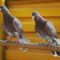 کبوتر تیپلر انگلیسی|پرنده|شهریار, شهریار|دیوار