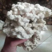 مرجان آکواریوم|ماهی|محمدشهر, همایون ویلا|دیوار