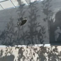 تخت