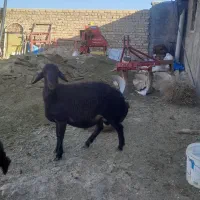 بره