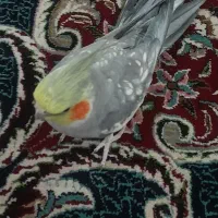 عروس هلندی نر کاملا رام و دستی