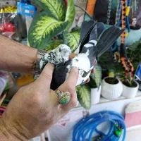 کفتر پرشی خوب