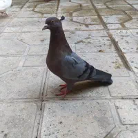 کفتر ارشینگل و جوجه سرور