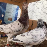 جفت سار هفت رنگ|پرنده|مشهد, منزل آباد|دیوار