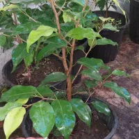 تعدادی گل|گل و گیاه طبیعی|رشت, کوی فکوری|دیوار