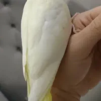 عروس هلندی|پرنده|کرمانشاه, |دیوار