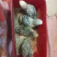 جوجه مرغ عشق