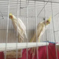 طوطی عروس لوتینو مولد دونه 850|پرنده|ارطه, |دیوار