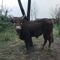 ورزا گاو نر چالوسی اصیل