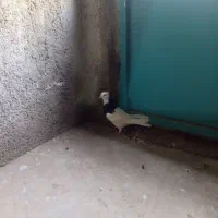 یک عدد طوقی