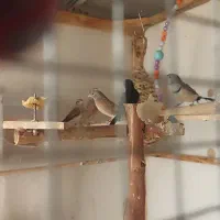 تخم فنچ جغدی و گلو بریده|پرنده|کرج, دولتآباد|دیوار