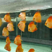 دیسکس|ماهی|پردیس, فاز ۱|دیوار