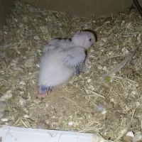 فروش جوجه گرینچک آناناسی و تعدادی عروس جوانه