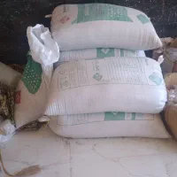 گندم زاگرس دیم بدون بوجاری