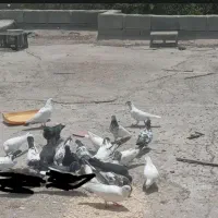 کفتر حکمی|پرنده|میناب, |دیوار