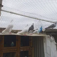 کفتر تیر ماهی|پرنده|نوشهر, |دیوار