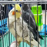 عروس هلندی نروماده با ۴عددتخم ولوازم کامل