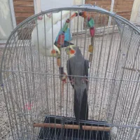 عروس هلندی|پرنده|جهرم, |دیوار